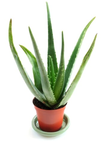 Aloe plant in a pot isolated on white background