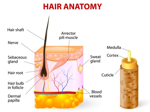 Anatomy of the hair – Curling Diva